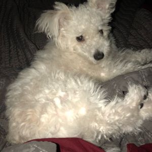 Meet your Posher, Barbara